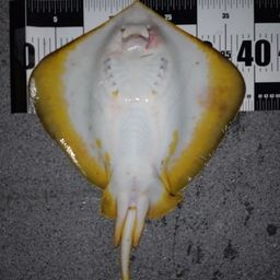 アカエイ