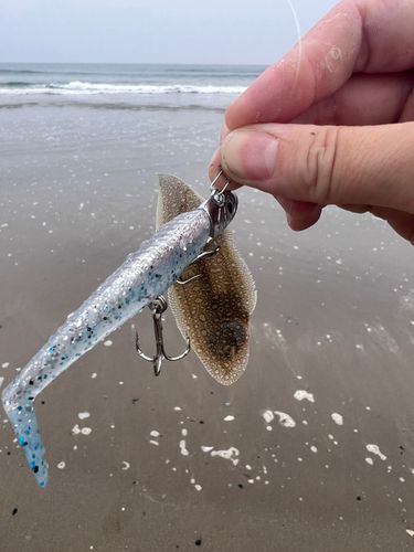 シタビラメの釣果
