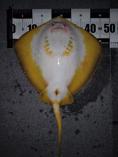 アカエイの釣果