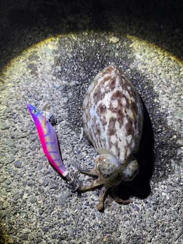 コウイカの釣果