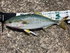 ツバスの釣果