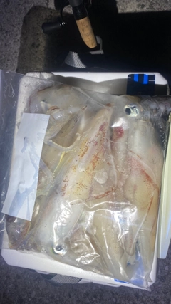 ケンサキイカの釣果