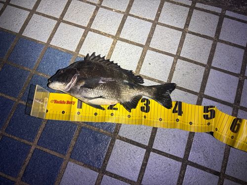 チヌの釣果