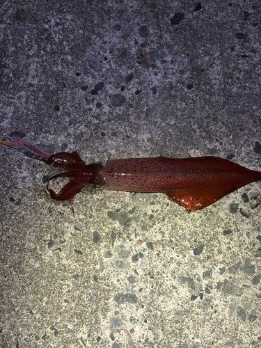 シロイカの釣果