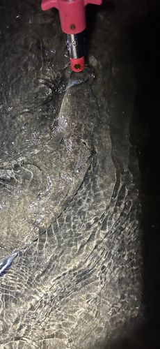 コチの釣果