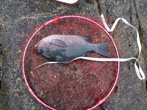 クチブトグレの釣果