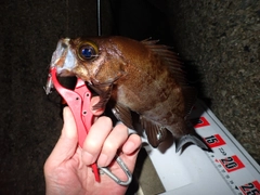 メバルの釣果
