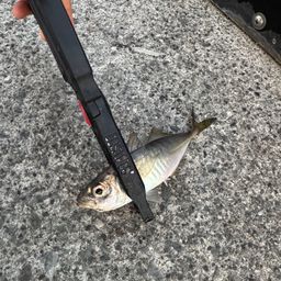 アジ