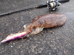 モンゴイカの釣果