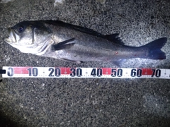 スズキの釣果