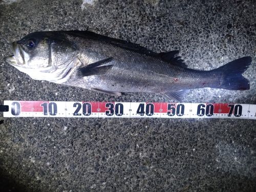スズキの釣果
