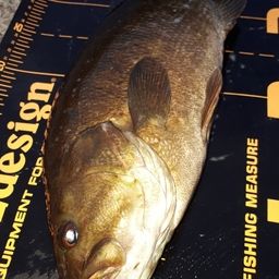 スモールマウスバス