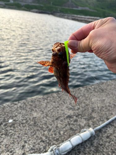 釣果