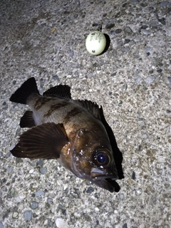 メバルの釣果