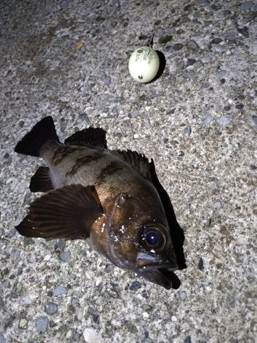 メバルの釣果