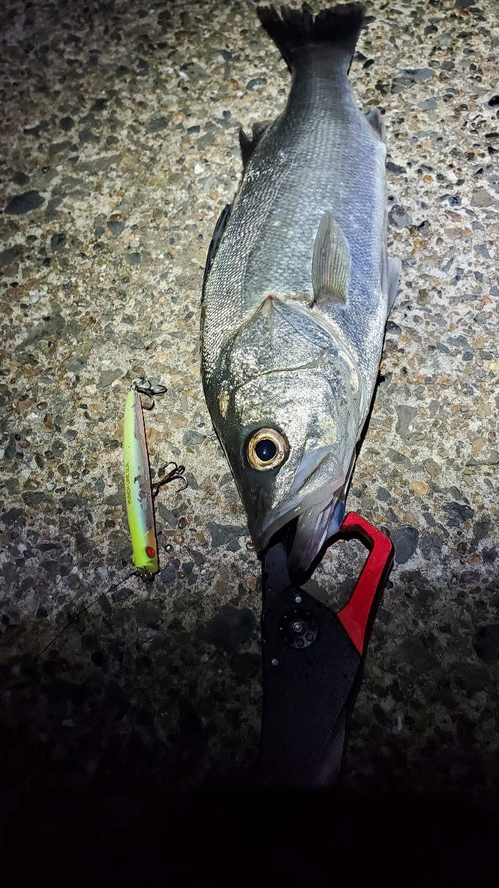 SHIMANO 23ディアルーナ S90Lの最安値・インプレ・釣果 | 本音の