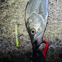 フッコ（マルスズキ）