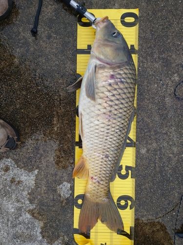 コイの釣果