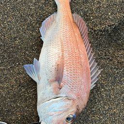 タイ