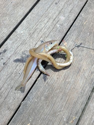 キスの釣果