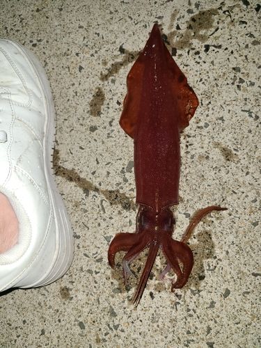 ササイカの釣果
