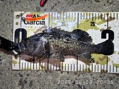 クロソイの釣果