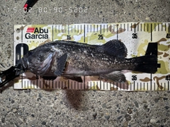 クロソイの釣果