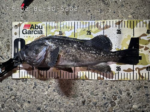 クロソイの釣果