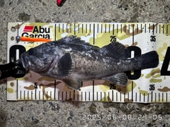 クロソイの釣果