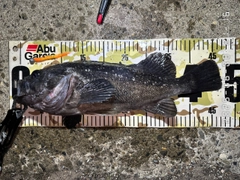 クロソイの釣果