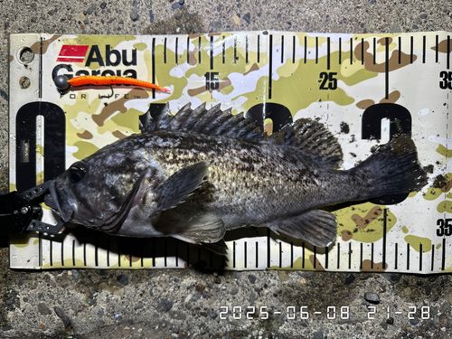 クロソイの釣果