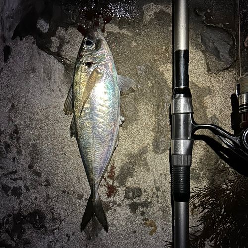 マアジの釣果