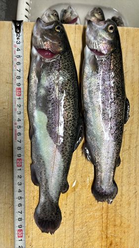 ニジマスの釣果