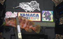 アカハタの釣果