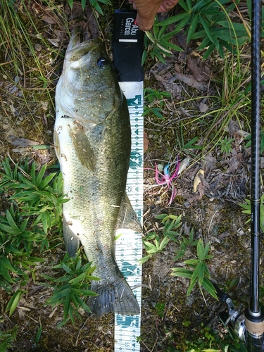 ブラックバスの釣果