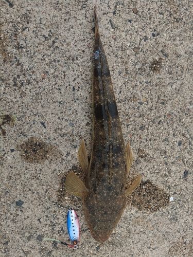 マゴチの釣果