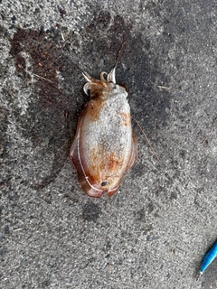 シリヤケイカの釣果