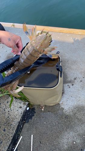 シャコエビの釣果