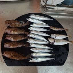 アジ