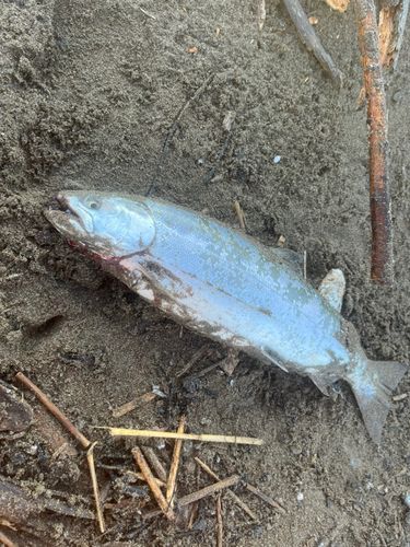 サクラマスの釣果