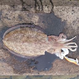 モンゴウイカ
