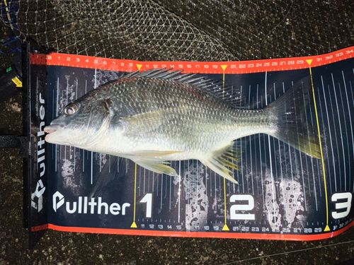 キビレの釣果