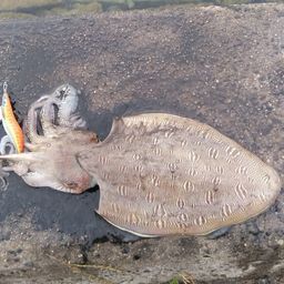 モンゴウイカ