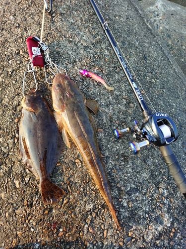 マゴチの釣果