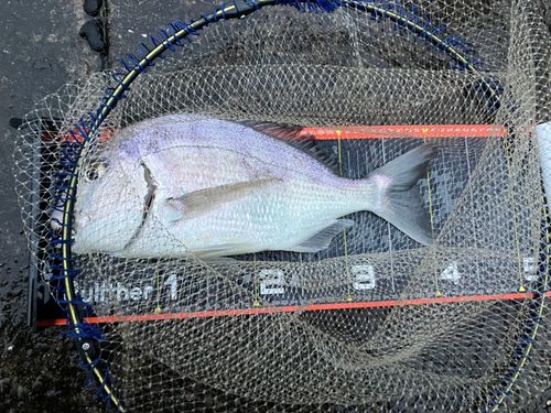 ヘダイの釣果