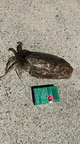 コウイカの釣果