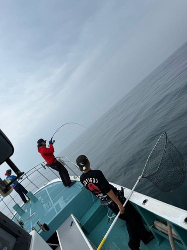 ワラサの釣果