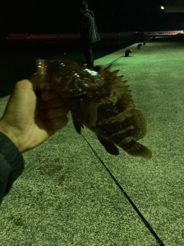 キジハタの釣果