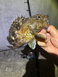 ガシラの釣果