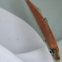 アジ